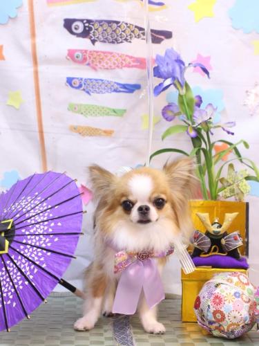 20240519プリューくん